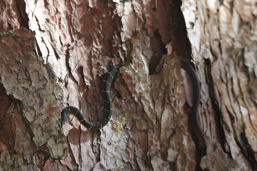 Reddish Rat Snake