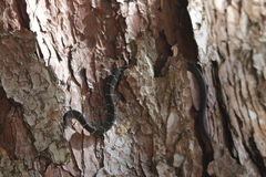 Coelognathus erythrurus erythrurus