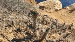 Cylindropuntia prolifera