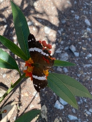Anartia fatima colima