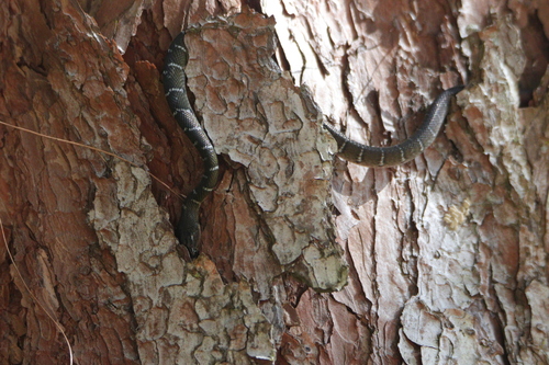 Reddish Rat Snake