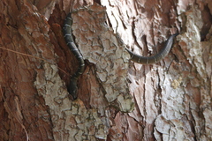 Coelognathus erythrurus erythrurus