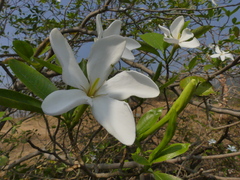 Gardenia resinifera