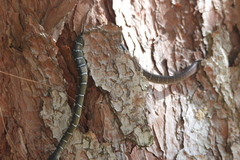 Coelognathus erythrurus erythrurus