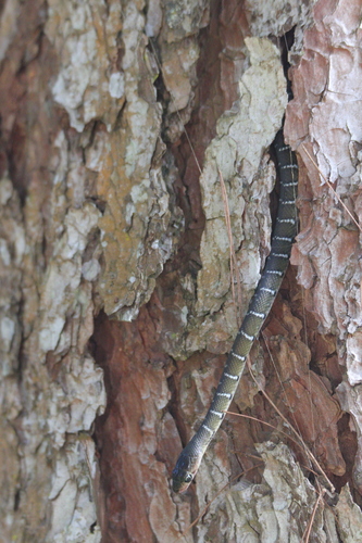 Reddish Rat Snake