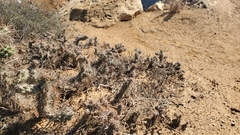 Cylindropuntia prolifera