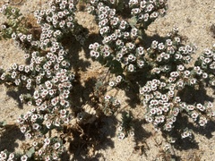 Euphorbia leucophylla