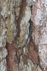 Coelognathus erythrurus erythrurus