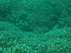 Thalassoma lucasanum