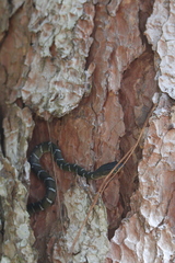 Coelognathus erythrurus erythrurus