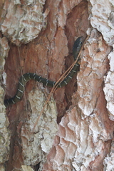 Coelognathus erythrurus erythrurus