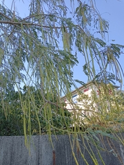Sesbania grandiflora