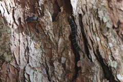 Coelognathus erythrurus erythrurus