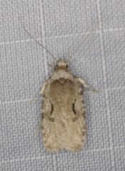 Agonopterix curvilineella