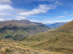 Chionochloa rigida rigida