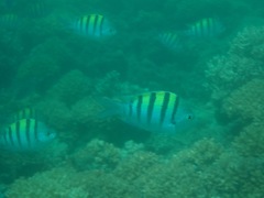 Abudefduf troschelii