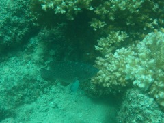 Mycteroperca rosacea