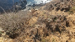 Cylindropuntia prolifera