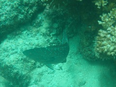 Mycteroperca rosacea