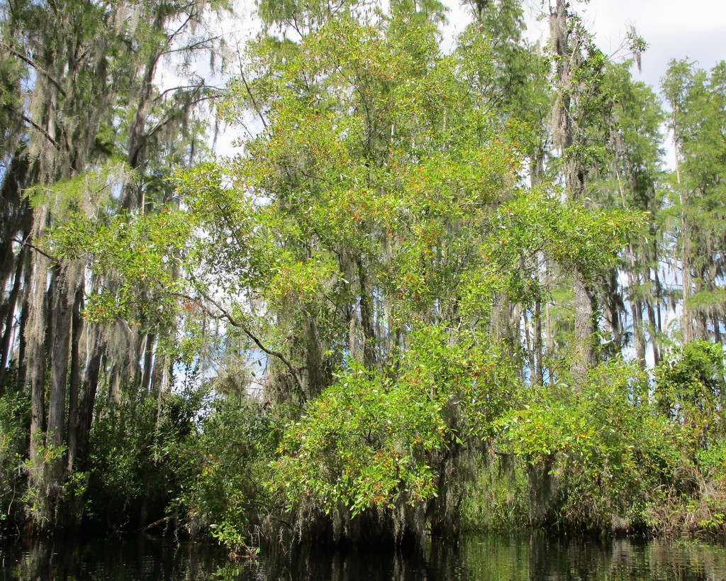 White Tupelo (Nyssa ogeche) Botanical Realm