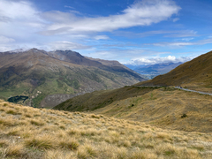Chionochloa rigida rigida