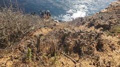Cylindropuntia prolifera