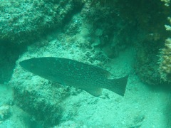 Mycteroperca rosacea