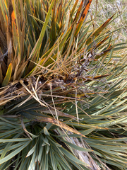 Aciphylla