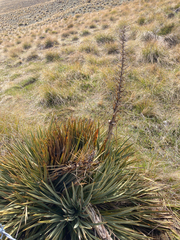 Aciphylla