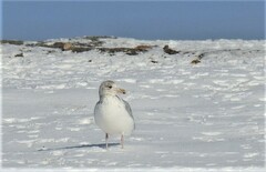 Larus glaucoides