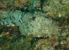 Scorpaena mystes