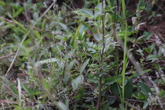 Polygala paniculata