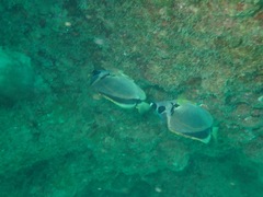 Johnrandallia nigrirostris