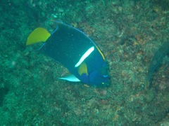 Holacanthus passer