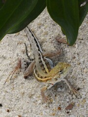 Ctenophorus maculatus