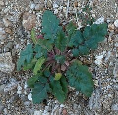 Phacelia crenulata minutiflora