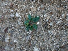 Phacelia crenulata minutiflora