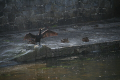 Phalacrocorax carbo