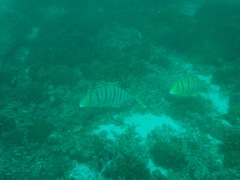 Gnathanodon speciosus