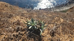 Dudleya virens insularis