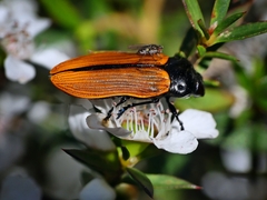 Castiarina rufipennis