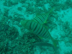 Gnathanodon speciosus