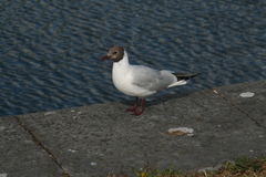 Chroicocephalus ridibundus