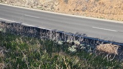Dudleya virens insularis