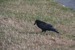 Corvus frugilegus