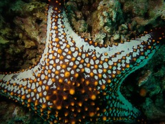 Pentaceraster cumingi