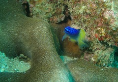 Chromis limbaughi