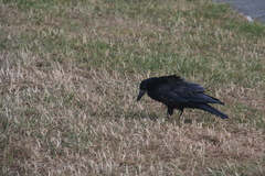 Corvus frugilegus