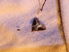 Eudonia submarginalis