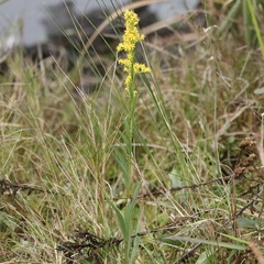 Solidago mexicana